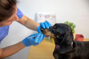 Lee más sobre el artículo ADN Canino, la solución sostenible para el bienestar social y de la población canina de los municipios españoles